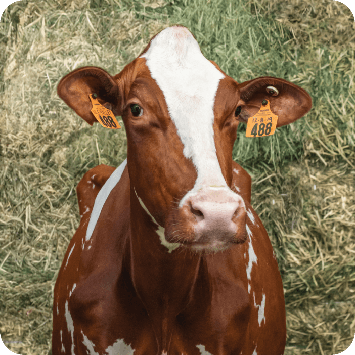 Tillamook Cow