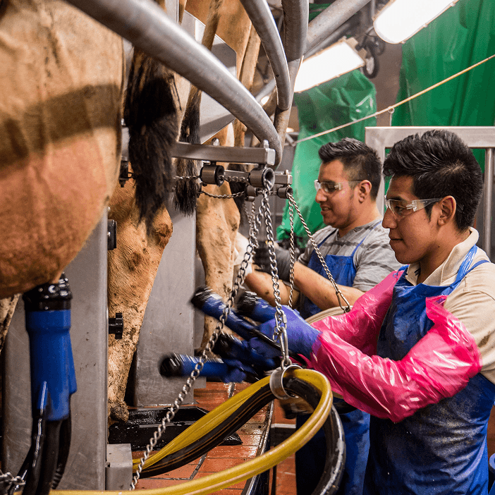Men milking cows